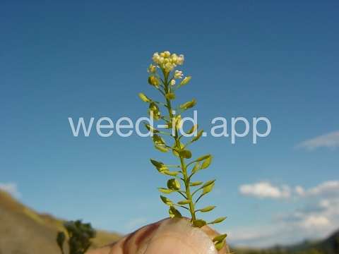 pepperweed, greenflower
